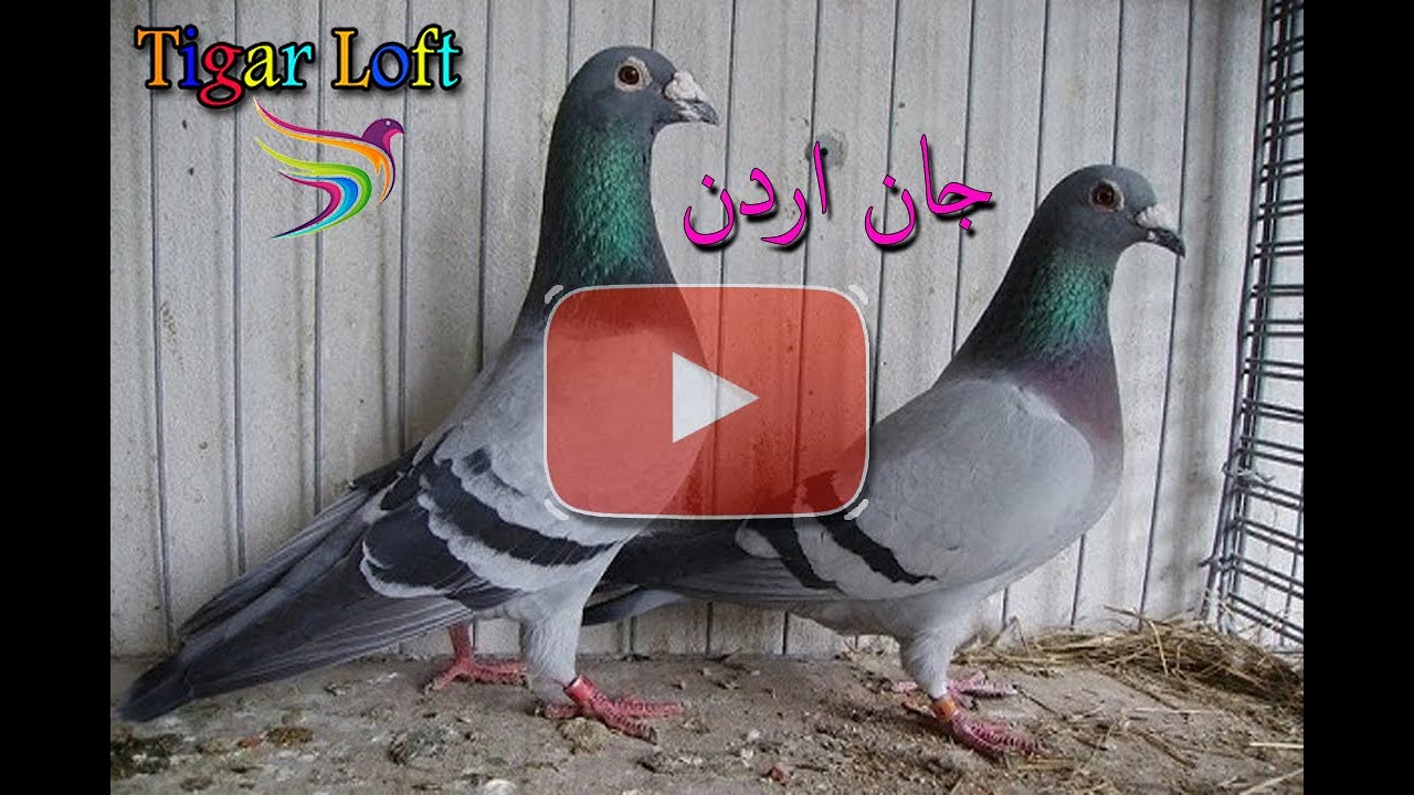 حمام زاجل مسافات طويلة ومتوسطة سلالة جان اردن ( من Tigar Loft )