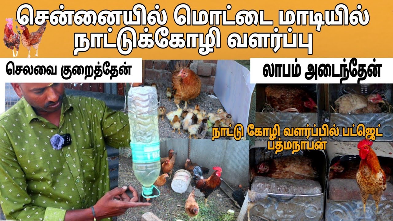 சென்னை வீட்டு மாடியில் நாட்டுக்கோழி வளர்ப்பு 💢 பண்ணை செலவுகளை இப்படி தான் குறைக்கணும் #pannaiveedu