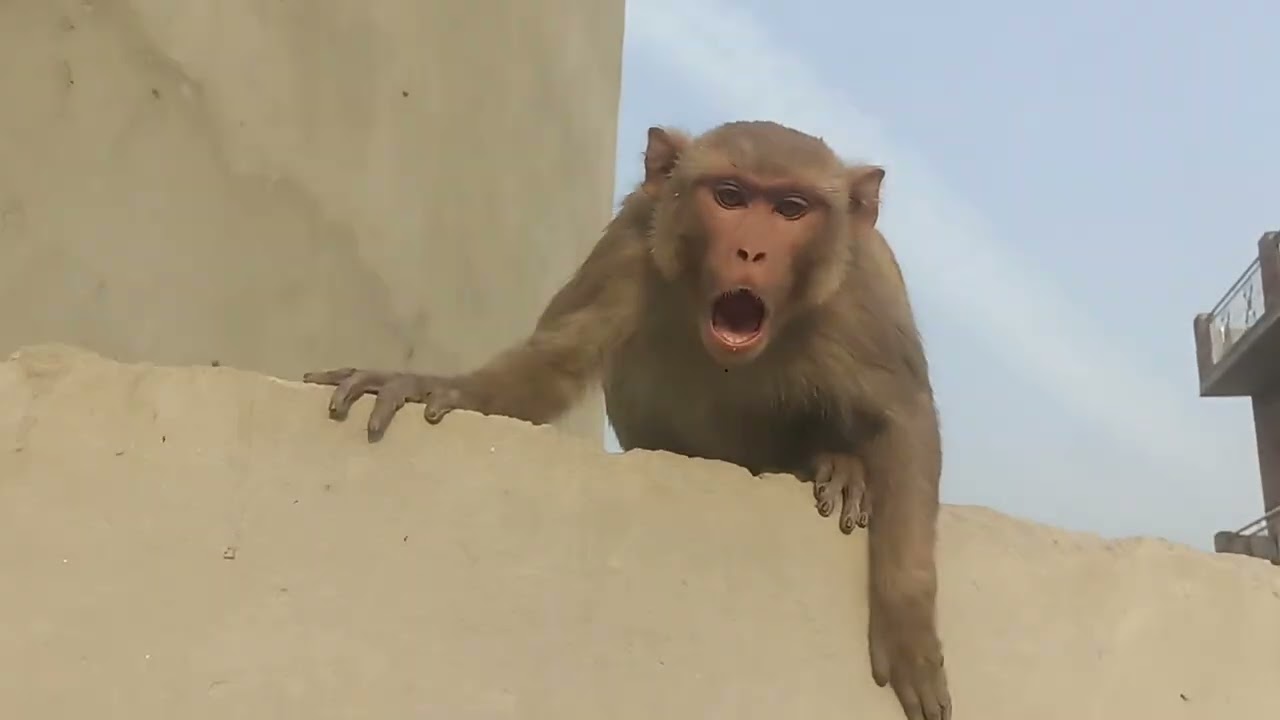 जय हो पवन कुमार My mini blog 13 😝🐒 #blog  #vlogvideo #monkey #monkeyvideo #ytshorts