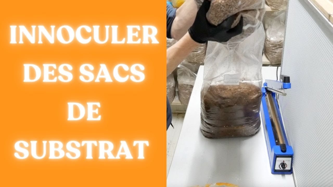 Préparation du substrat de sciure pasteurisé avant incubation