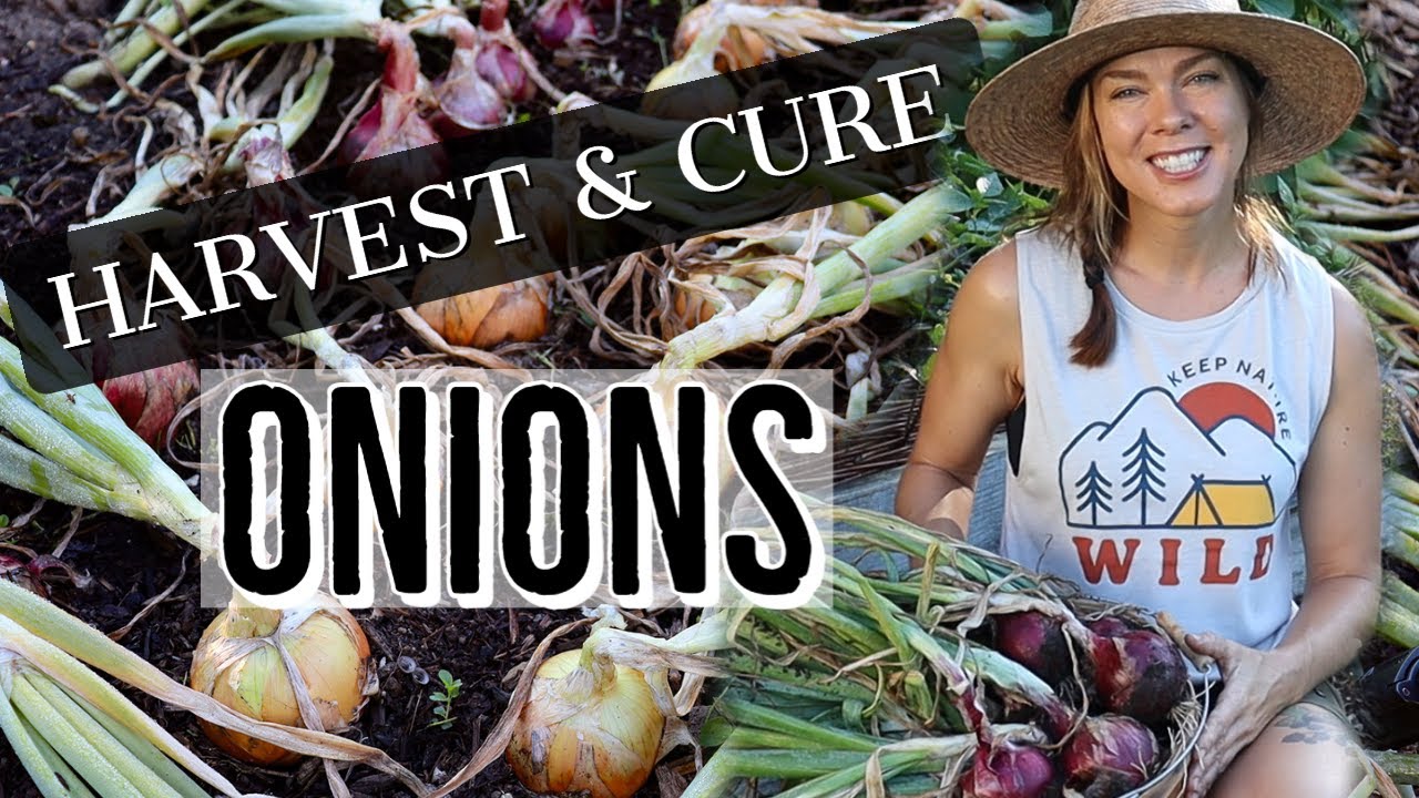 How to Harvest and Cure Onions for Long Term Storage