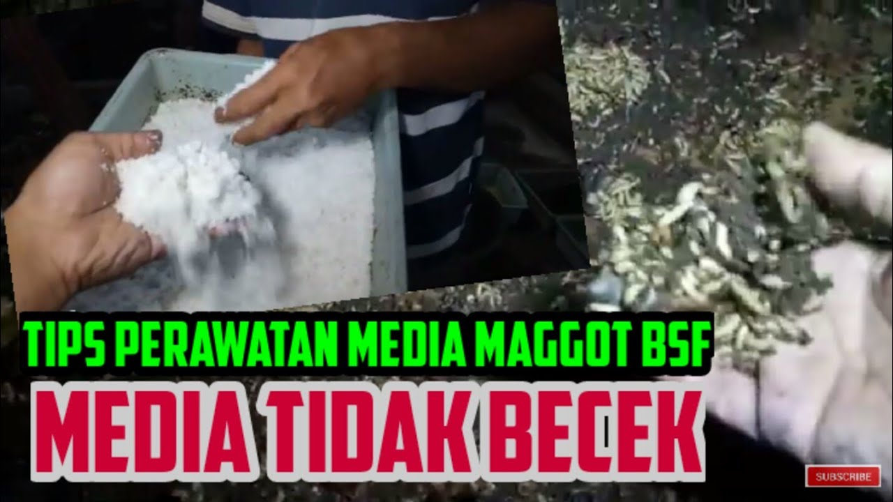 Tips budidaya maggot pemula agar media tidak menggumpal | Cara perawatan media maggot tidak becek