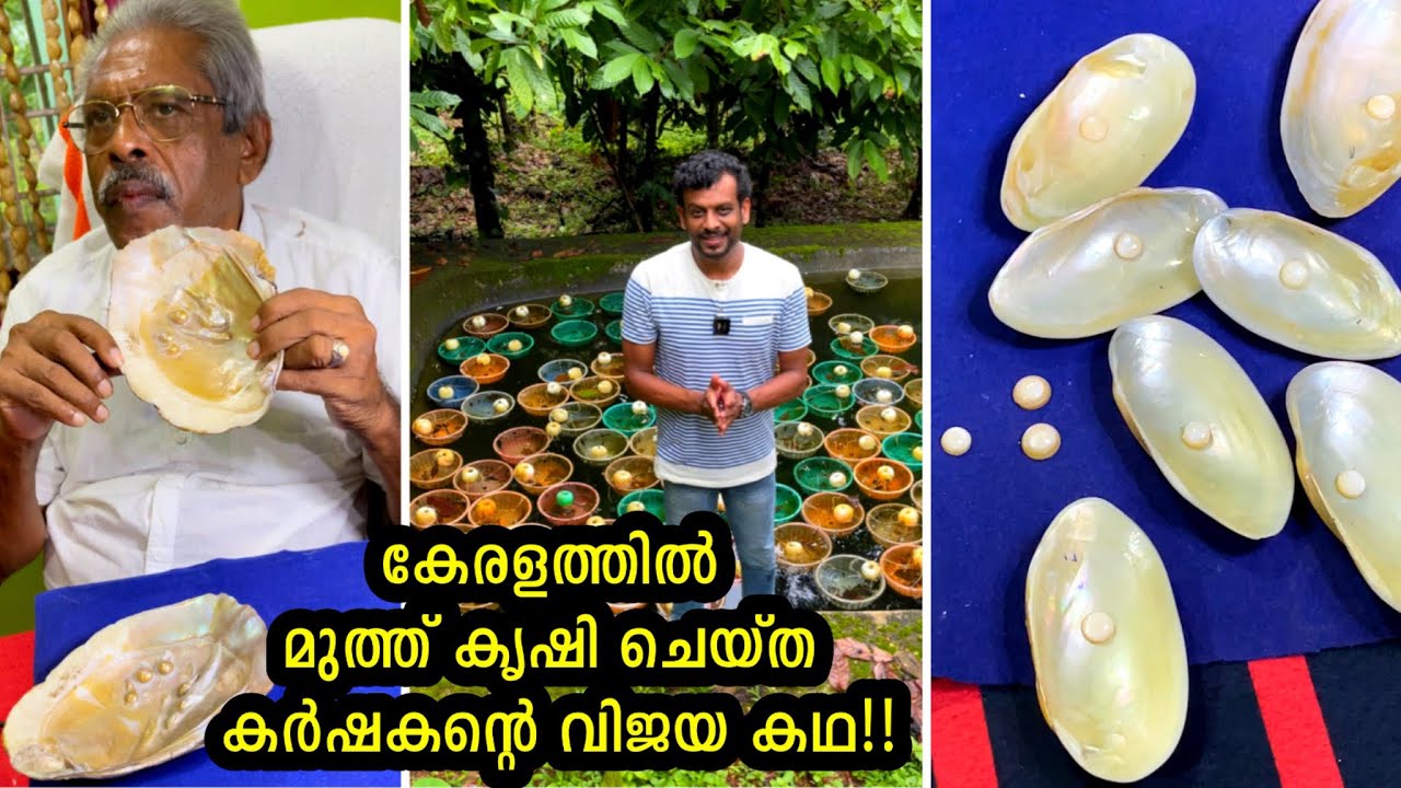 ചൈനയിൽ പോയി മുത്ത് കൃഷി പഠിച്ച് കേരളത്തിൽ മുത്ത് കൃഷി ചെയ്ത കർഷകന്റെ വിജയ കഥ| Pearl cultivation farm