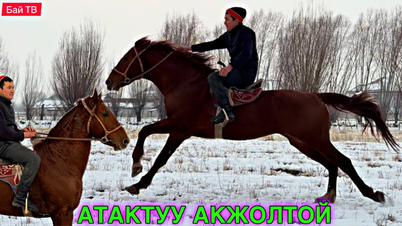 АЯЗ БАЛБАН ЧАПКАН АТАКТУУ АКЖОЛТОЙ АТ САТУУГА ЧЫКТЫ 💪🏻#байтв 