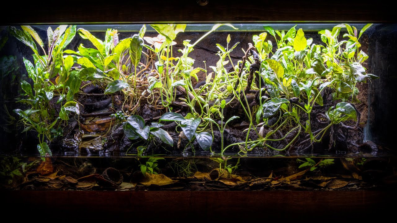 The ULTIMATE Fire-Bellied Toad Paludarium | 17 MONTHS LATER