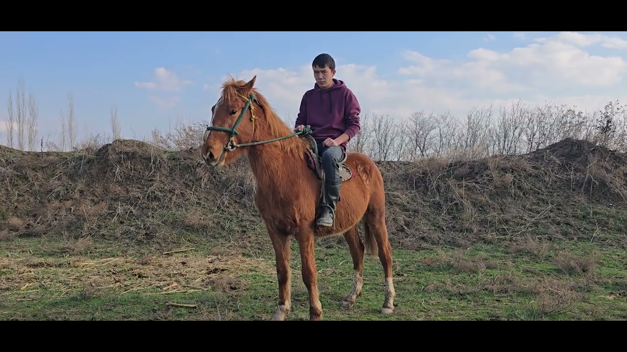 0770 459 545 #аламанулак #horse #атбазар #актулпар