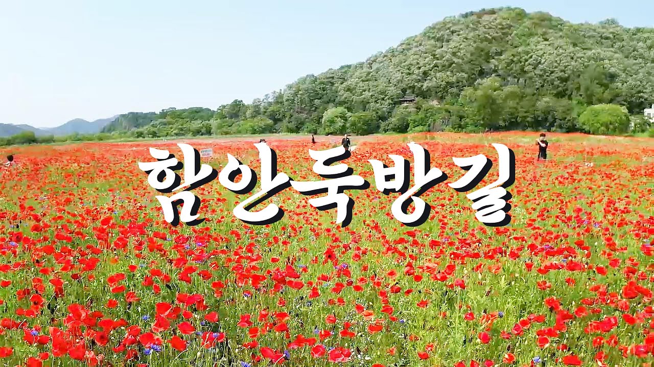 함안악양둑방길에 양귀비가 2년만에 돌아왔습니다.