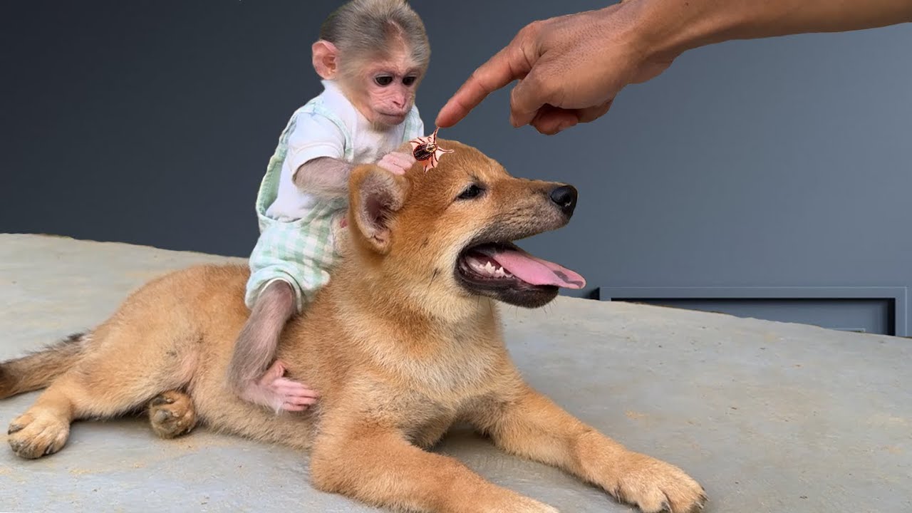 What is the little monkey Xuka looking for on the little puppy Kun's head?