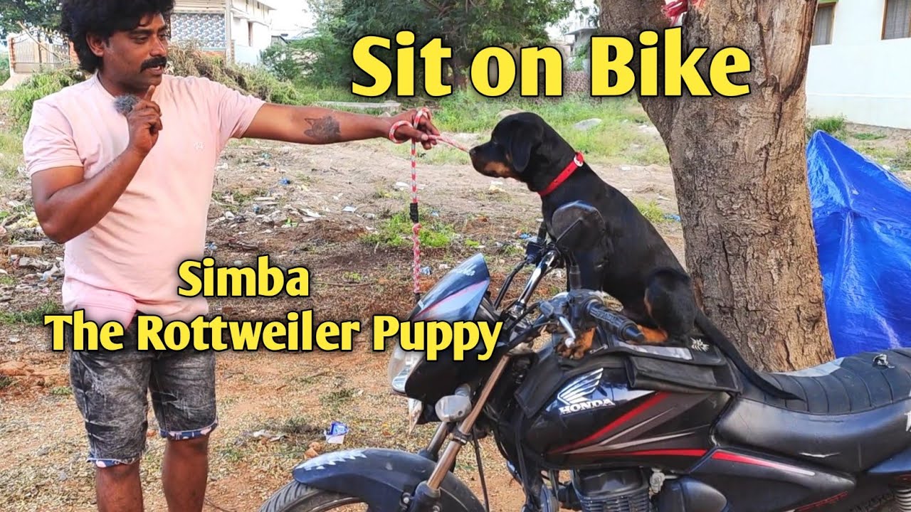 Simba learning sit on bike 🏍️| Rottweiler Puppy @BalusK9Dogtraining #support #viral #dogs 🙏