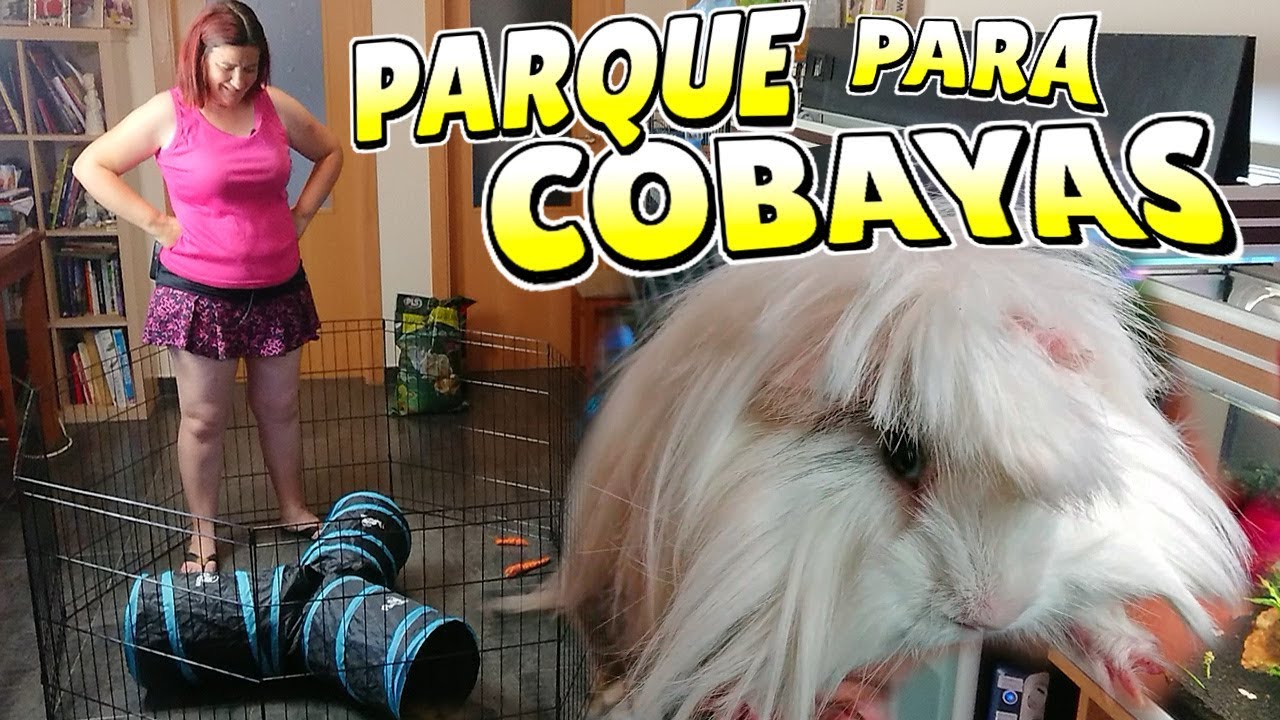 PARQUE PARA COBAYAS 🐀 Juguetes para cuyos