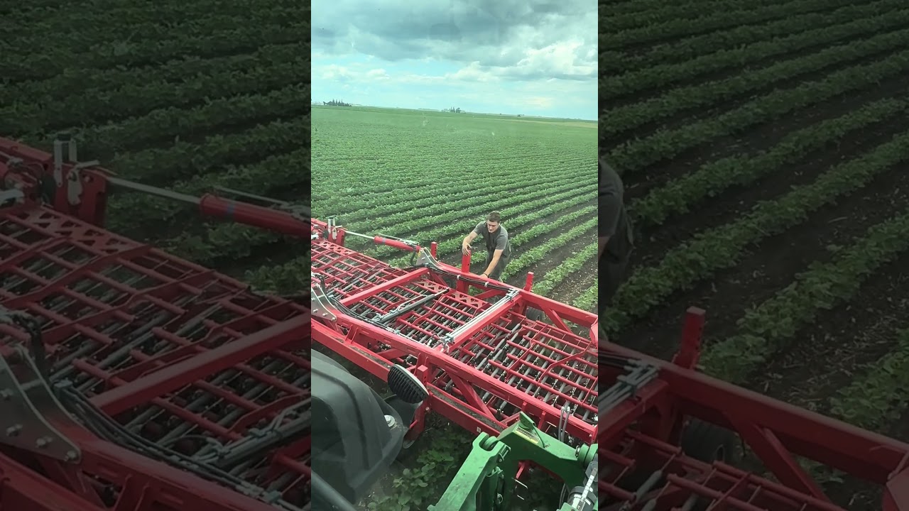 Checking on the Tineweeder! #farming #organic #agriculture