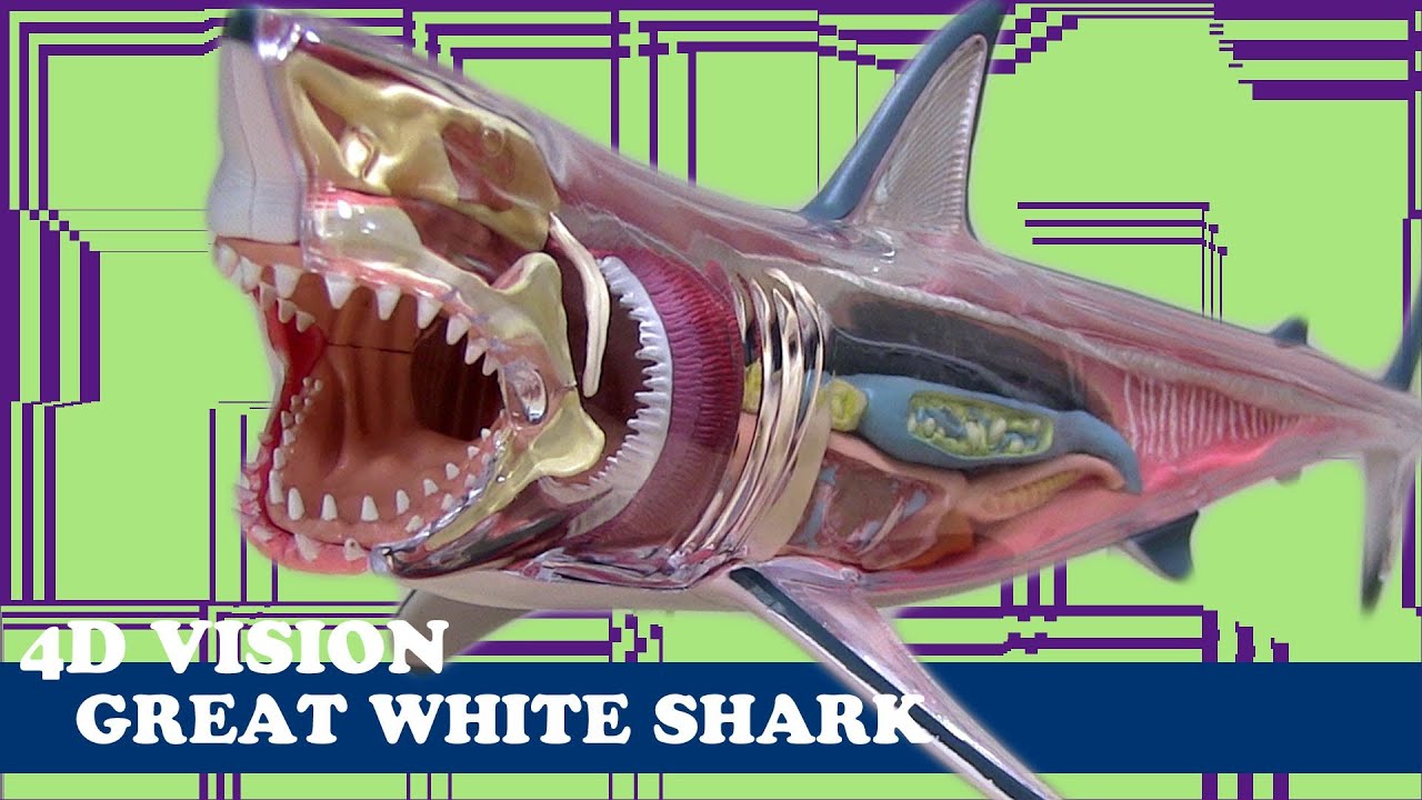 【立体模型】4D VISION GREAT WHITE SHARKを作ってみました