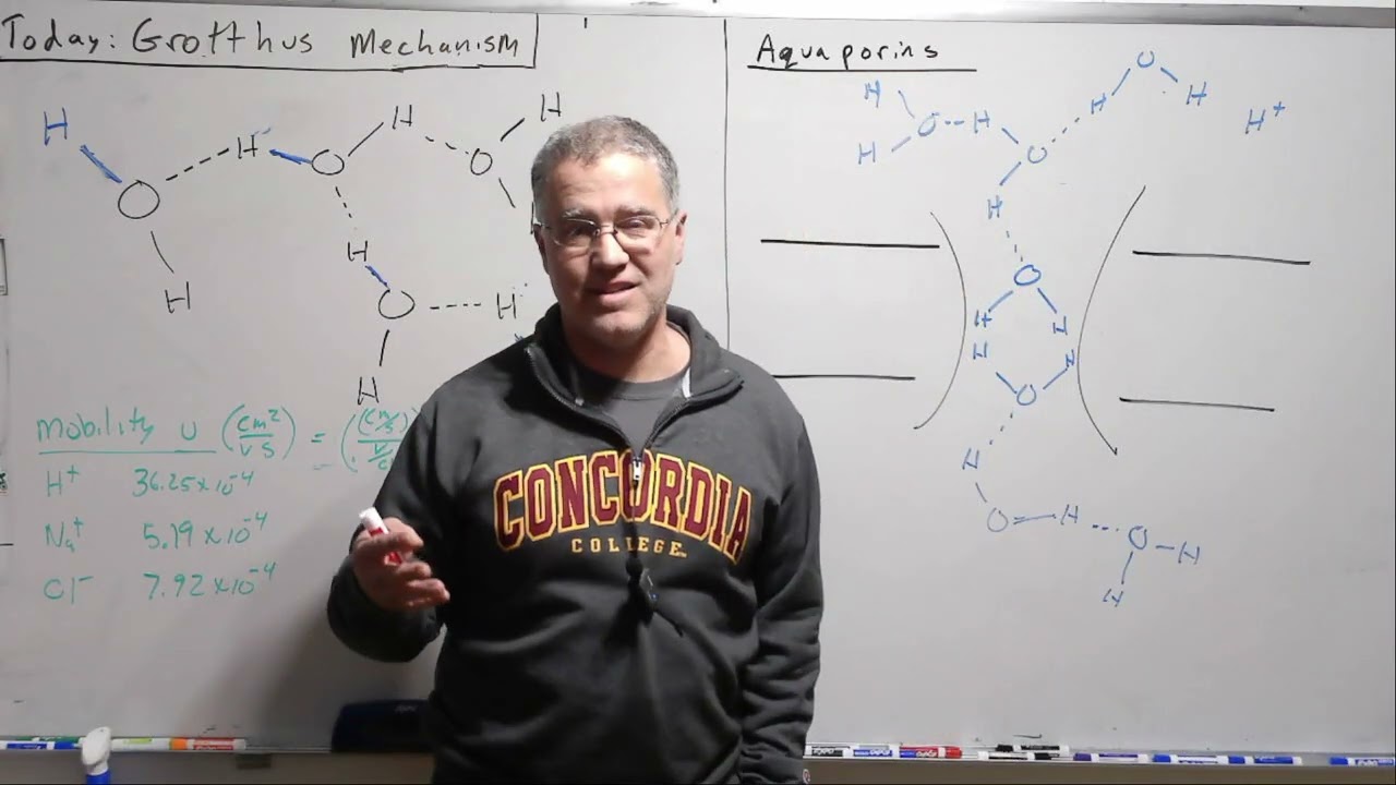 The Grotthuss Mechanism and Aquaporins