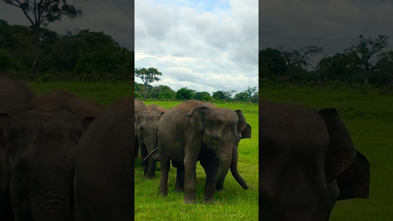 Elephants in Sri Lanka #elephant #elephantsong #saveelephant #srilanka #elephantlove #elephantdance