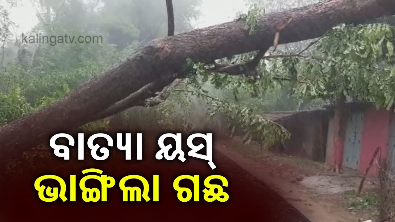 Cyclone Yaas Landfall: Exclusive Visual Of Trees Getting Uprooted By Severe Cyclonic Storm