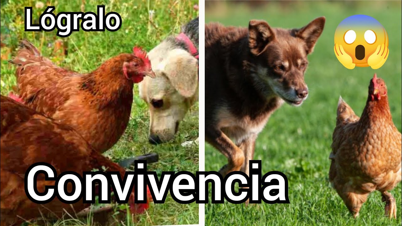 ❌ MI PERRO SE COME LAS GALLINAS - Cómo crear convivencia entre especies 💯 (tenga precaución)