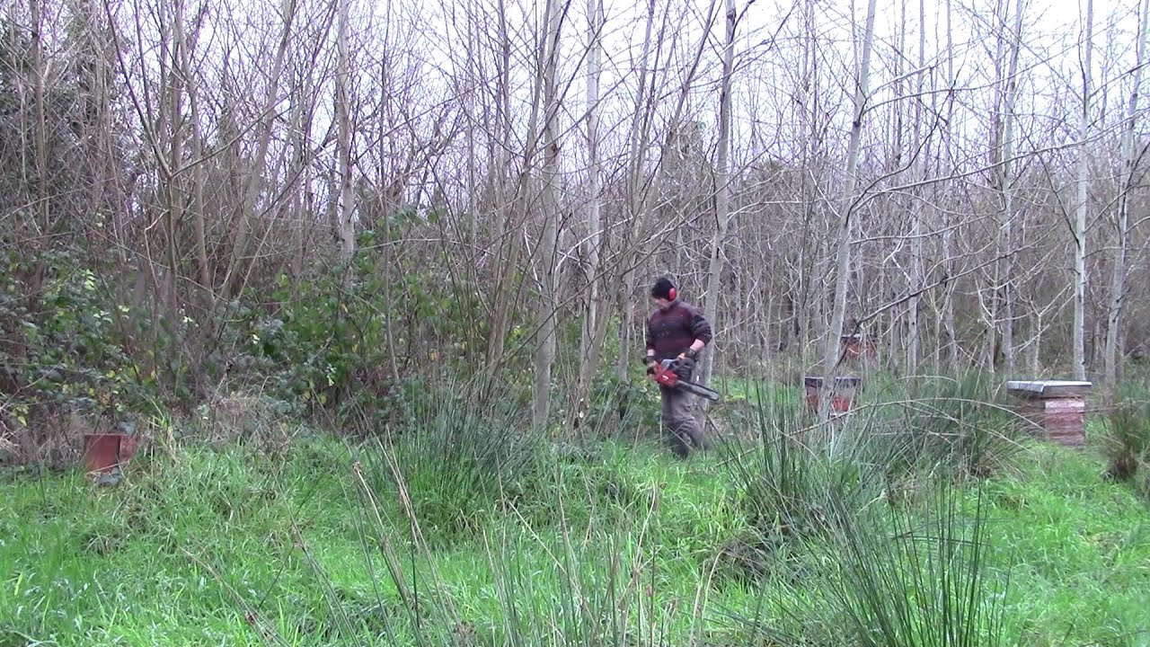 Poplar Cuttings 2015 (And First Firewood Harvest!)