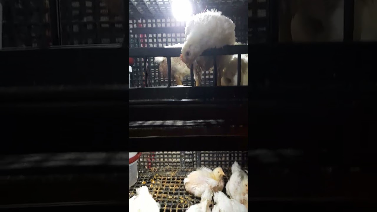 خلاصة الخلاصة في الفراخ البيضاء و علاج أنواع الإسهال و البرد و التنفس🐔 #الفراخ_البيضاء 