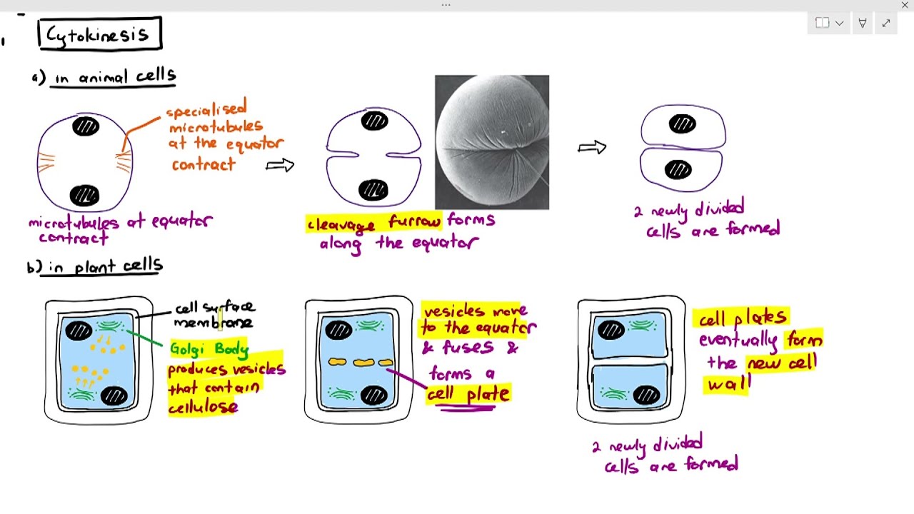 5-5 Cytokinesis in Animal & Plant Cells(Cambridge AS A Level Biology, 9700)
