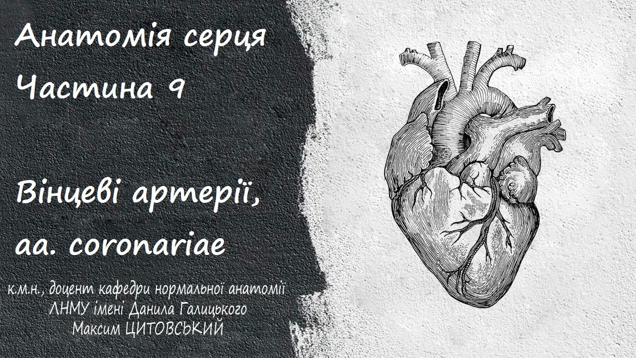 Анатомія серця/Частина 9/Вінцеві артерії, aa. coronariae
