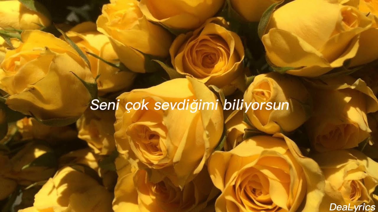 The Rose : Yellow (Türkçe Çeviri)
