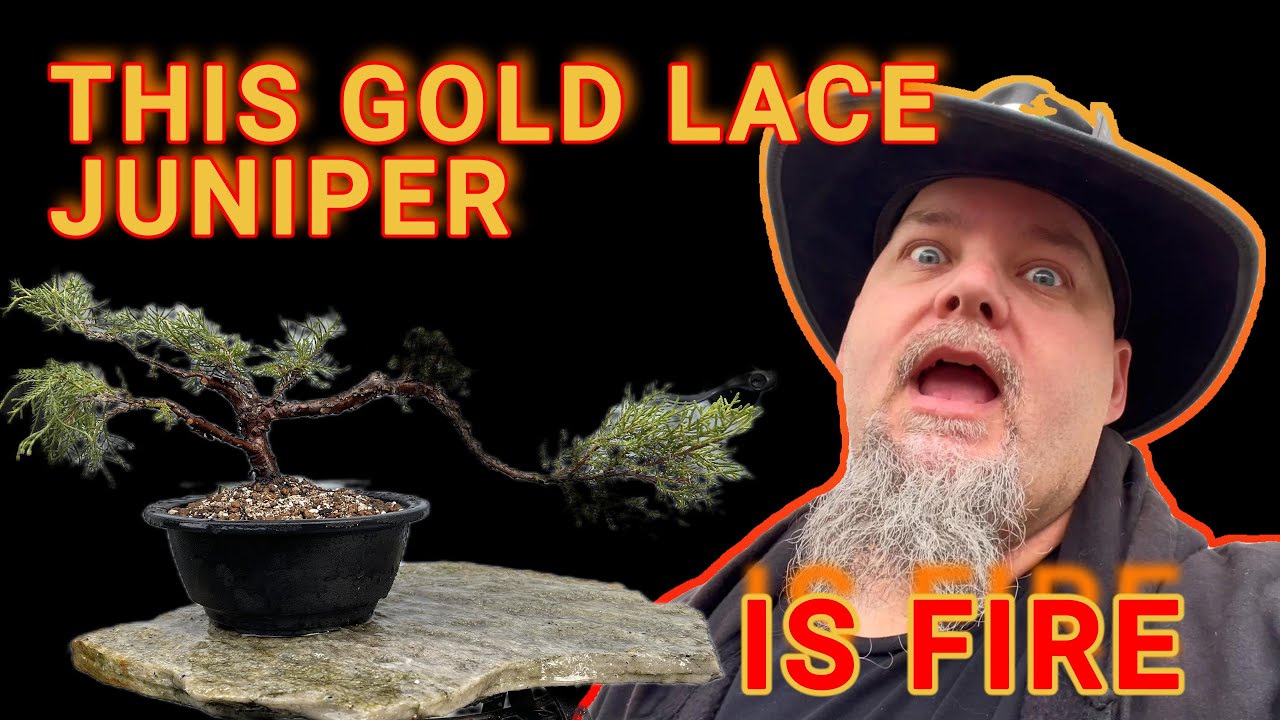 Ep59 Gold Lace juniper 3