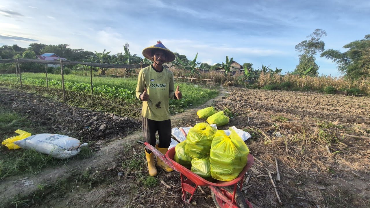 MENANAM, MERAWAT, MEMANEN! KESIBUKAN PETANI TRANSMIGRASI ASAL PEKALONGAN DI KALIMANTAN UTARA