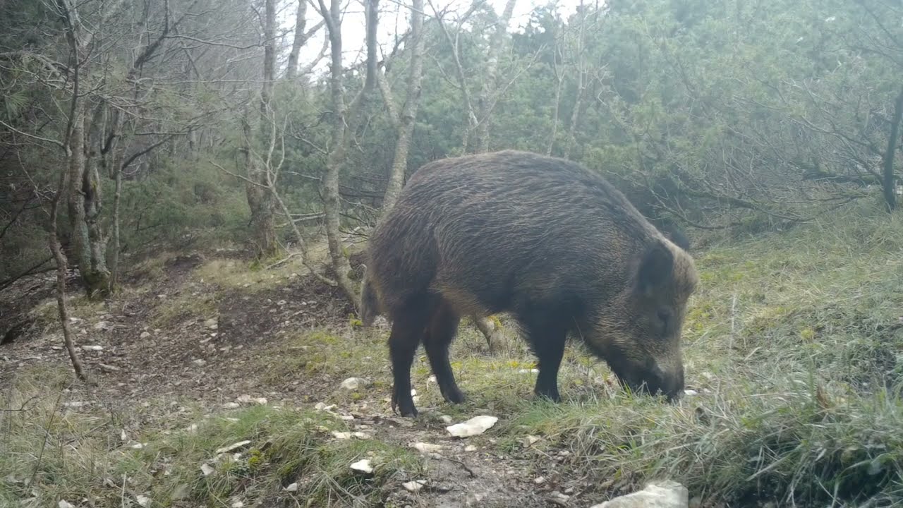 Le strade dei selvatici - 1 mese in appennino . Fototrappola 2 . Sentiero dei caprioli.