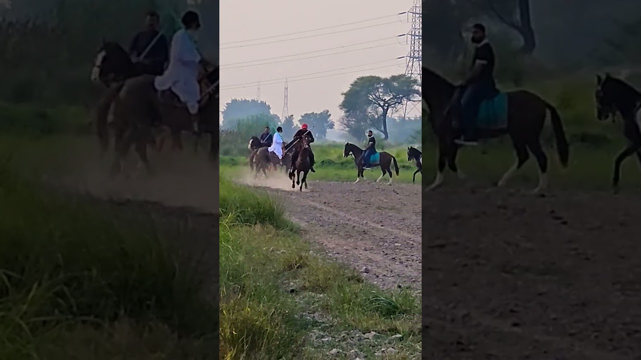 Horse video ghory ghode practice #shorts #shortvideos #trending #youtubeshorts #viralvideo #reels