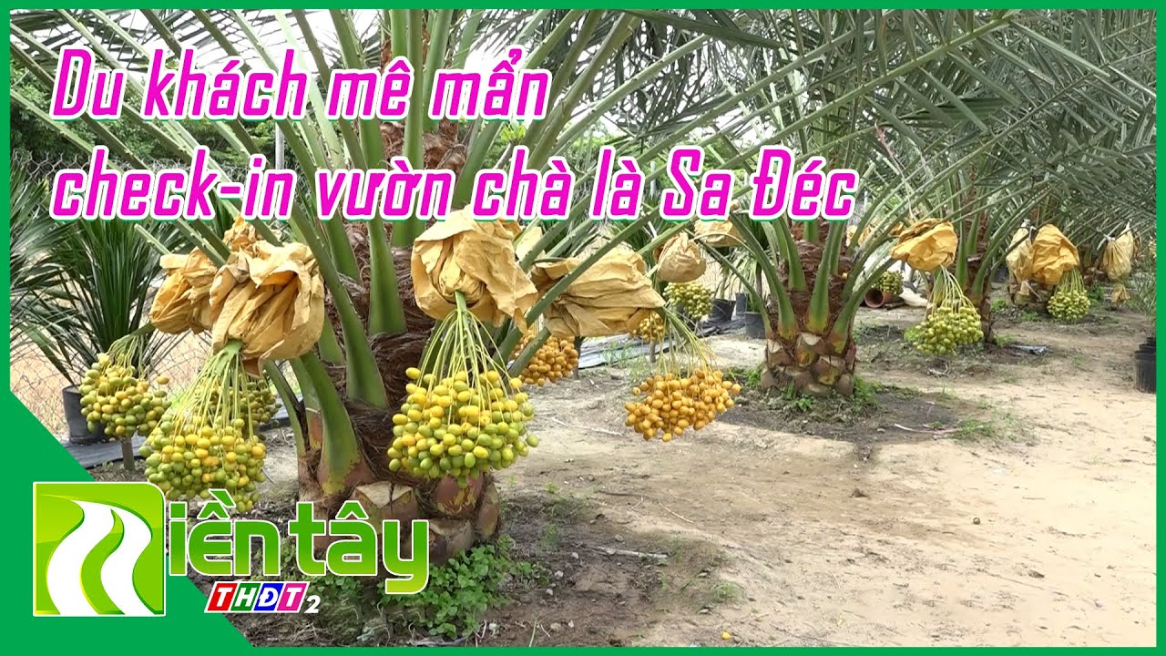 Du khách mê mẩn check-in vườn chà là Sa Đéc | The Enchanting Date Orchard in Sa Đéc | Miền Tây THDT2
