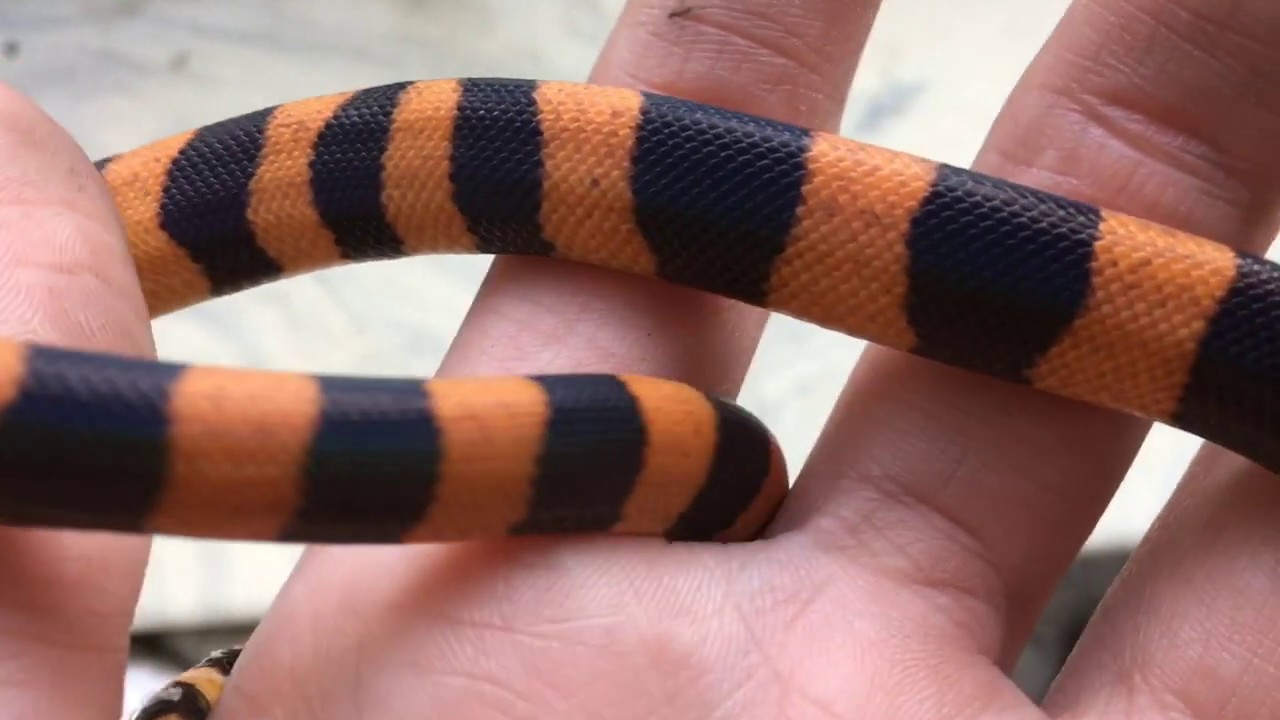 Bismarck Ringed Python Update 8/19