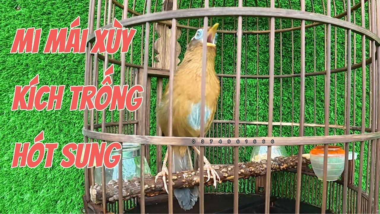 MI MÁI XÙY KÍCH TRỐNG HÓT SUNG - TIẾNG CHIM HỌA MI MÁI XÙY KÍCH TRỐNG MỞ MỎ #0374961666  #LYHAICHIM