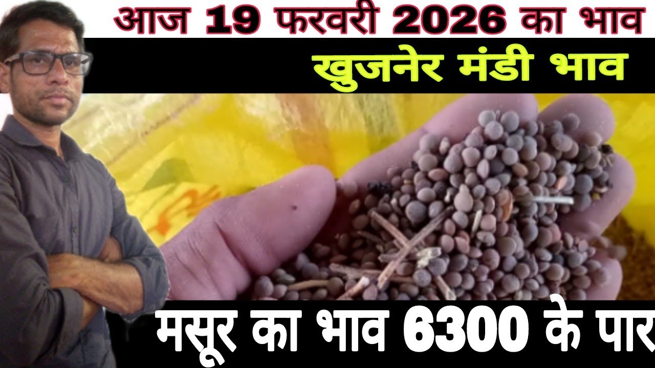 खुजनेर मंडी भाव|Khujner Mandi Bhav|जीरापुर मंडी भाव|पचोर मंडी भाव|गेहूं का भाव|मसूर का भाव