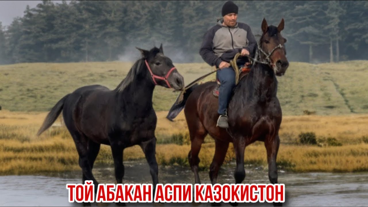 Асп той Казахстан Абакан 26 января 2026 г.