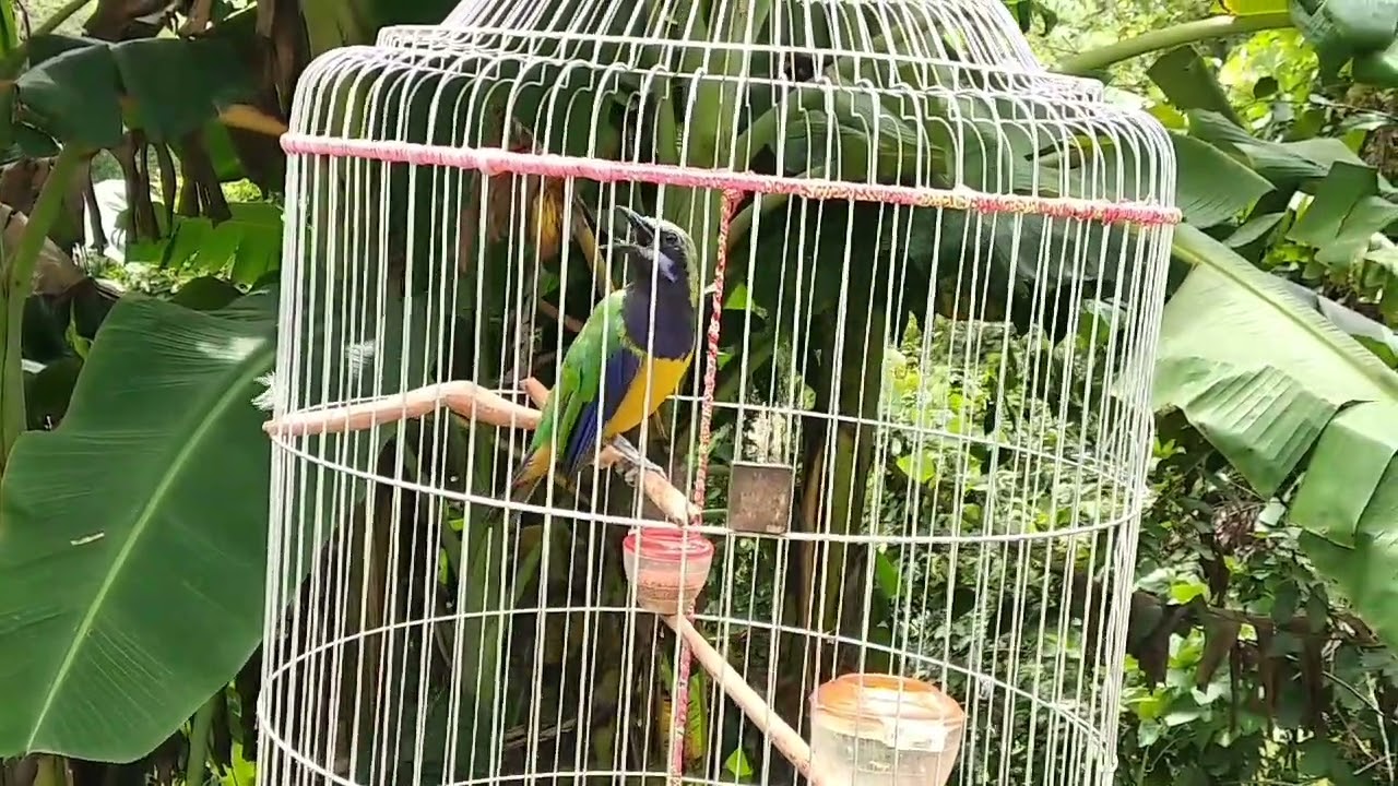 suab noog ntsuab zoo coj mus cuab
