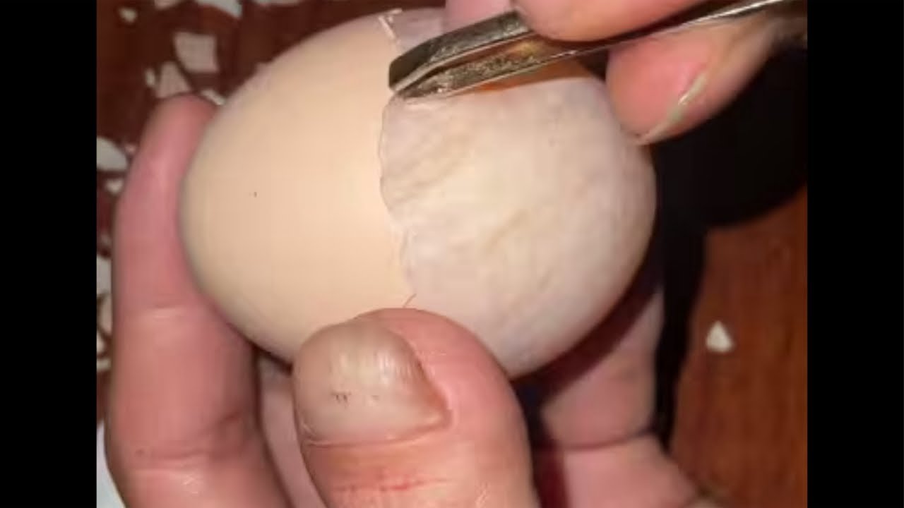 Live Peeling a Raw Egg Without Breaking It! 🥚🔥 | Crazy Skill Challenge #satisfying #skills