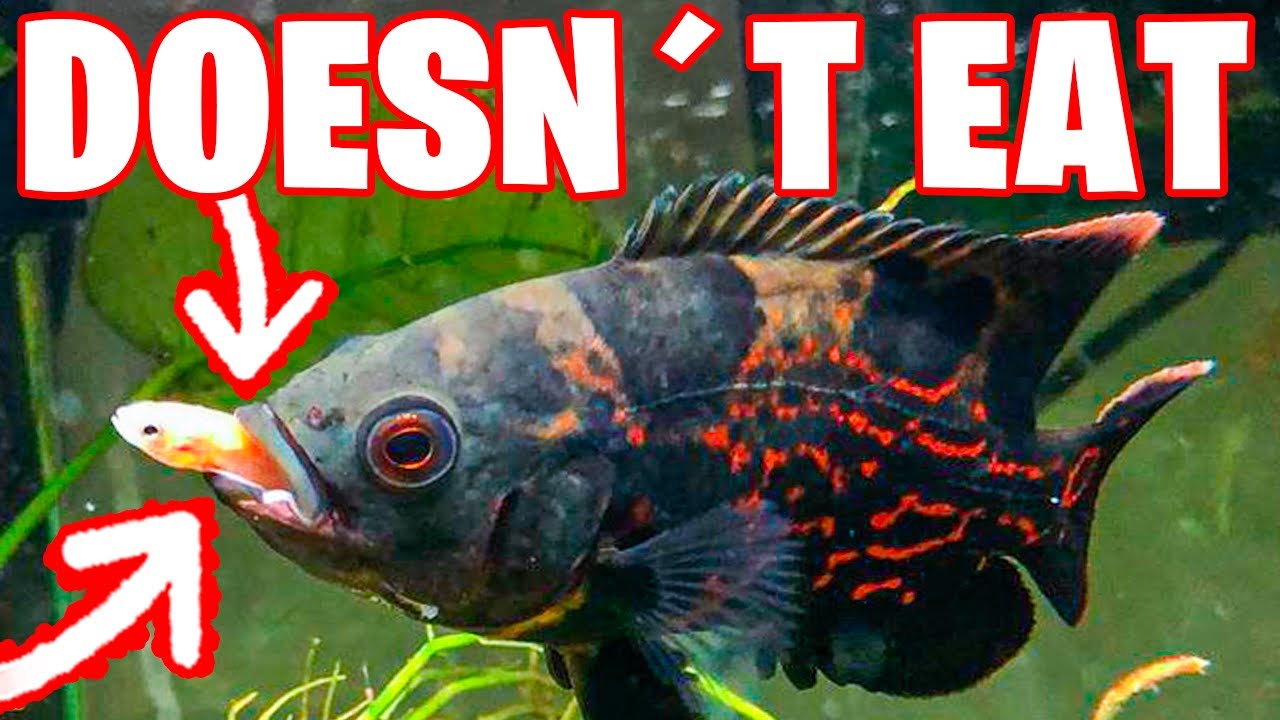 SOLUTION: MY OSCAR FISH DOESN´T EAT