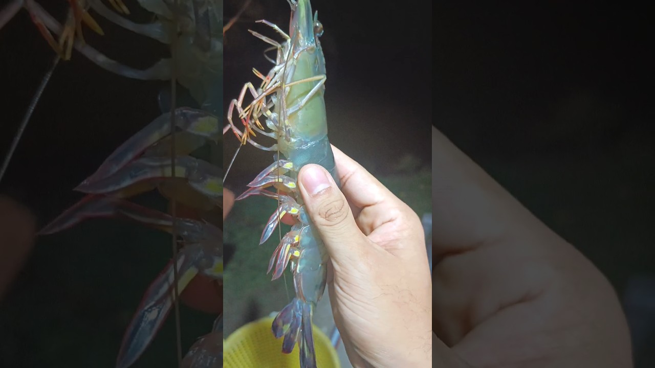 Biggest tiger prawns you have seen yet?