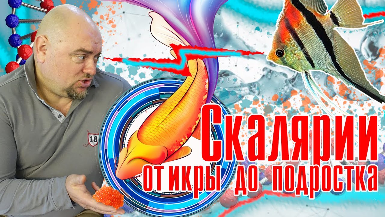 #Скалярии, от икры до подростков