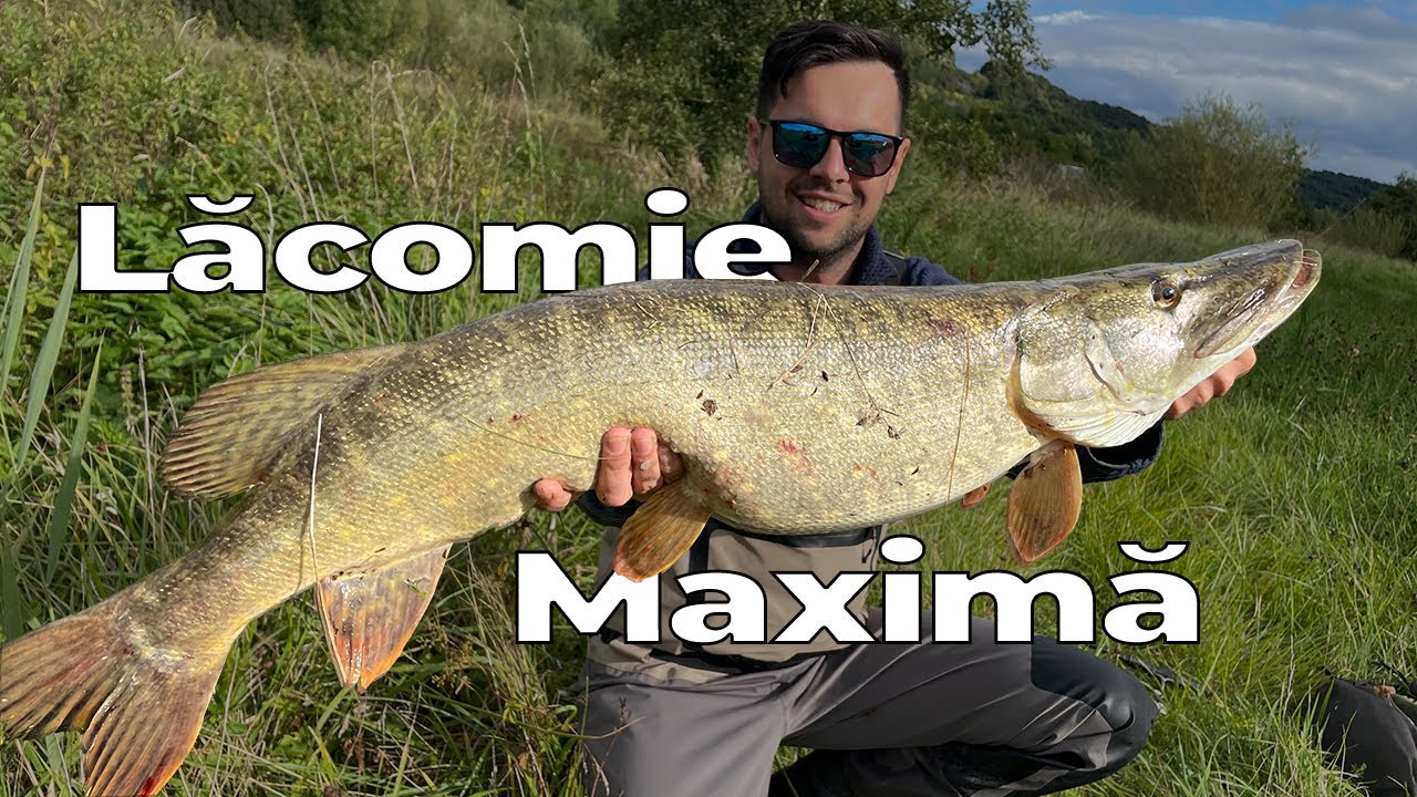 Știucile se pregătesc de iarnă 🐊 Pescuit de toamnă la știucă pe sălbatic