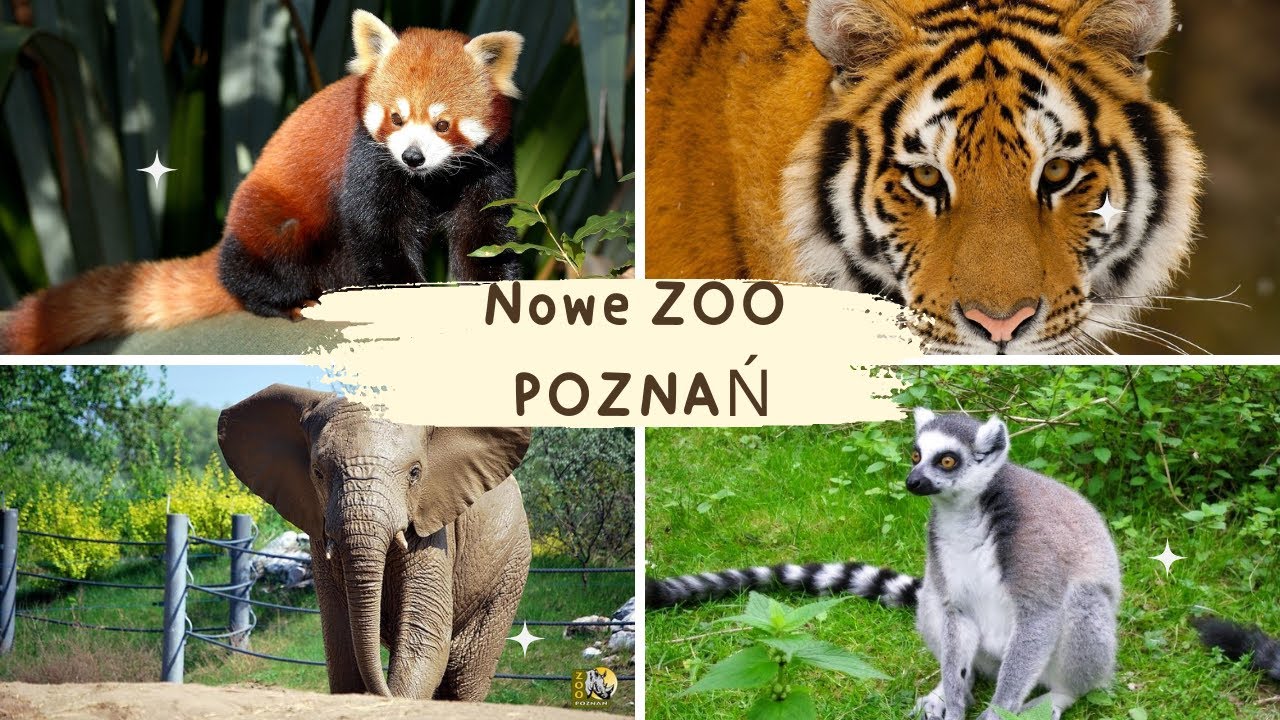 Poznańskie Nowe Zoo: Przygoda w dzikiej krainie!