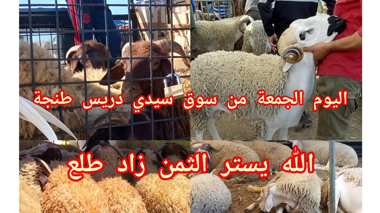 اليوم الجمعة من سوق سيدي دريس حرارين من سوق الحولي طنجة🤲🐏