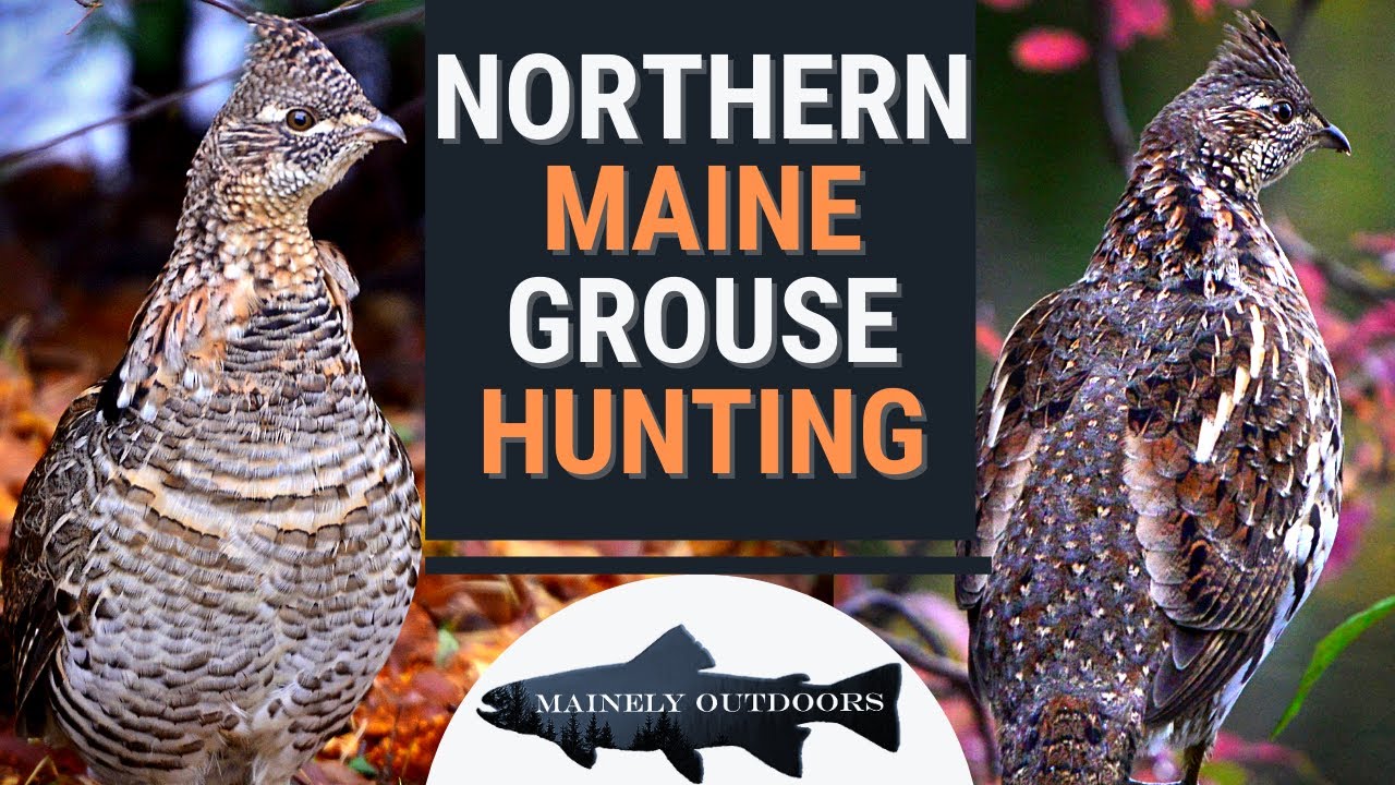 Hunting the Remote Backcountry of Maine for Ruffed Grouse! || Catch and Cook Over an Open Fire