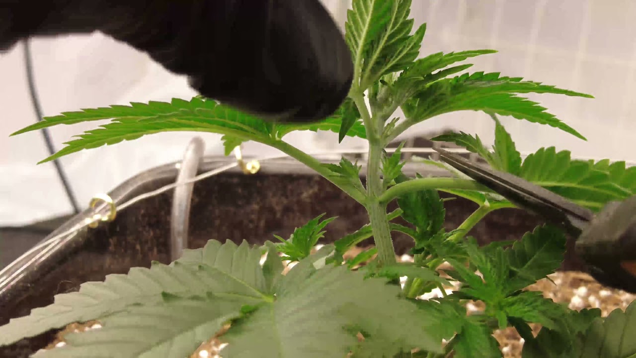 PT 2 ---Train them young for the Scrog