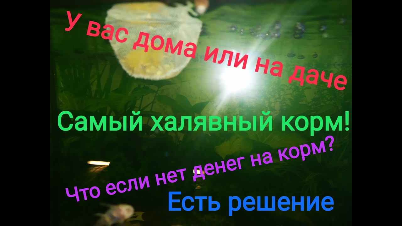 Самый халявный корм для рыбок у вас дома или на даче!