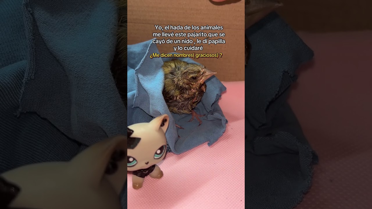 #littlestpetshop #lps #humor