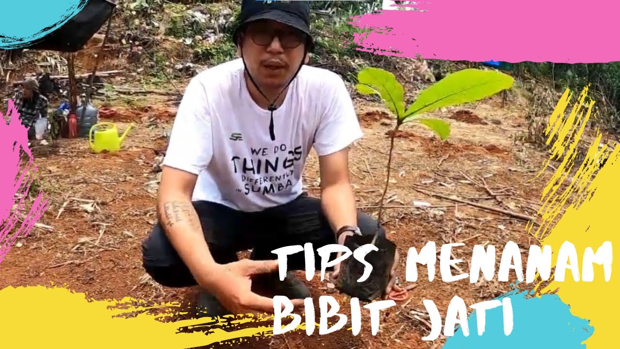 TIPS MENANAM POHON JATI YANG BAIK DAN BENAR