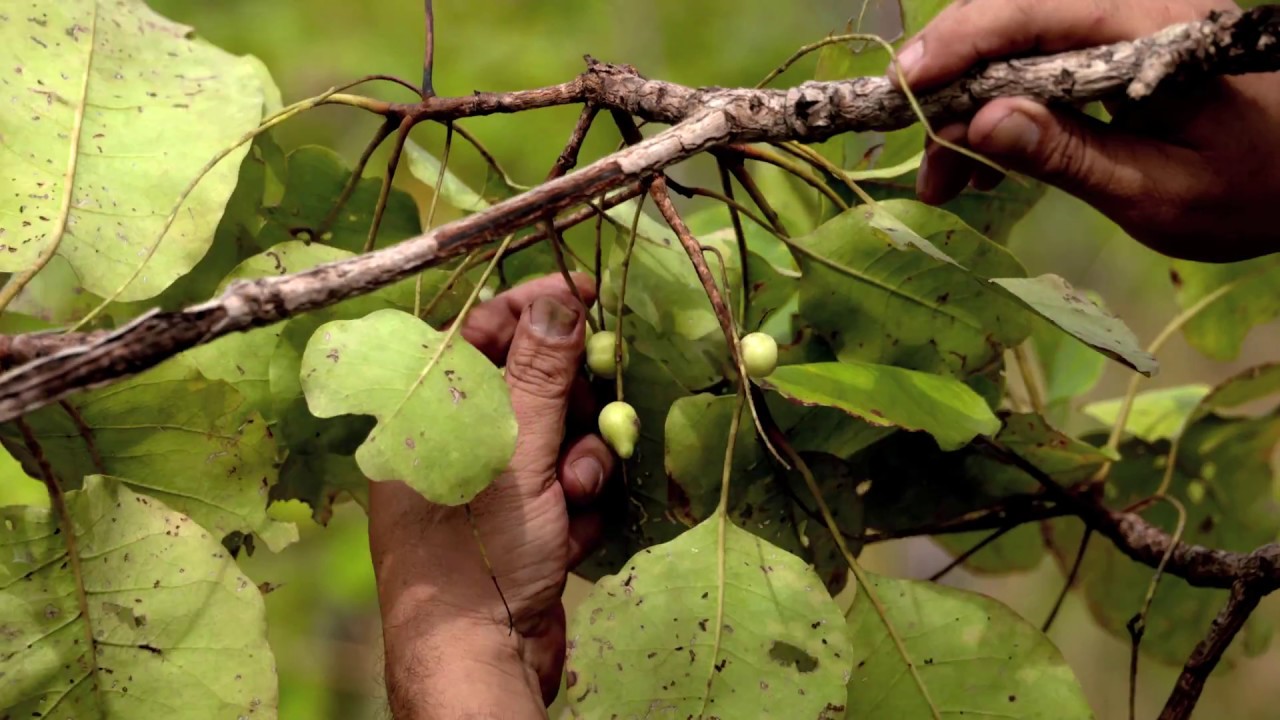 Intraceuticals Kakadu Plum -The Super Antioxidant