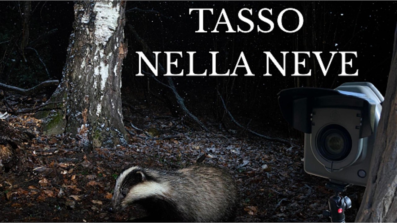 Fototrappola reflex: cosa ha fotografato nel bosco in 3 settimane