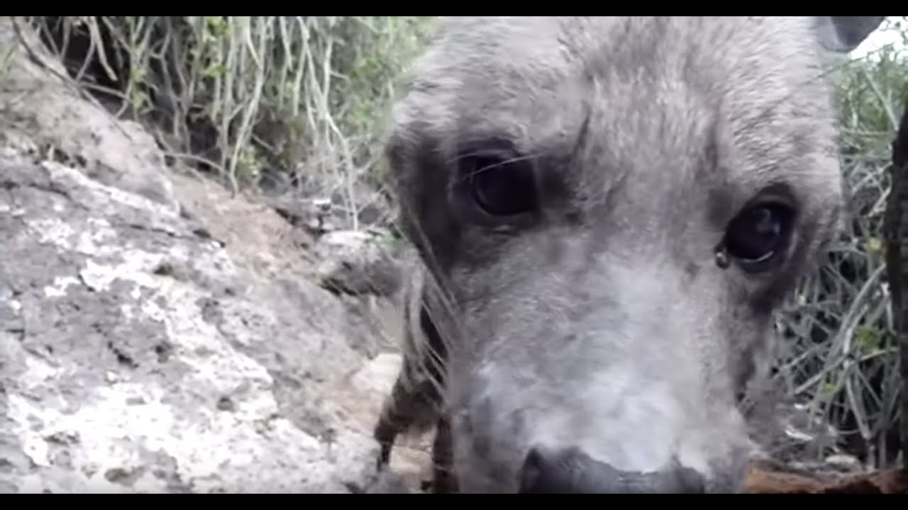 Wild Striped Hyena - Lake Eyasi, Tanzania